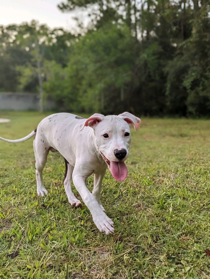 A white dog running in a grassy field.