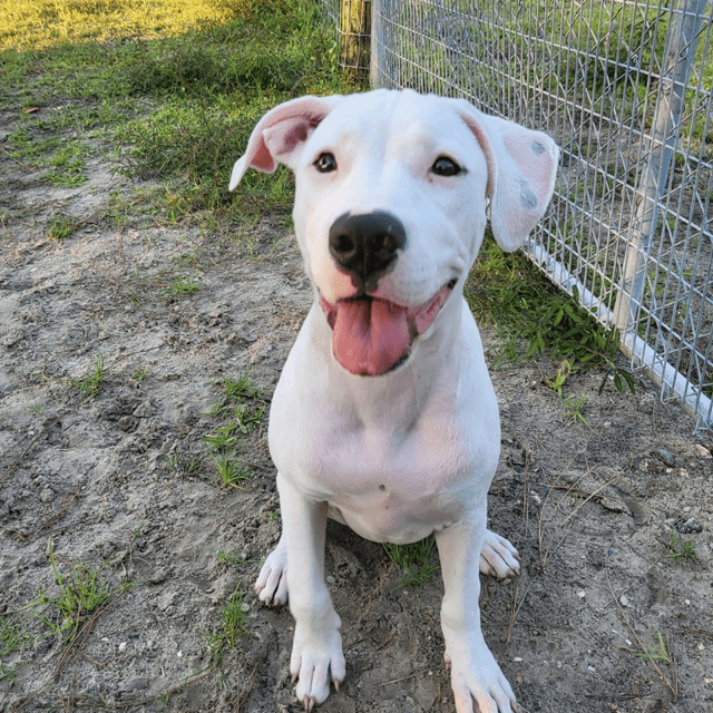 A white dog is sitting on the ground in front of a fence.