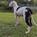 A black and white dog standing in the grass next to a pond.