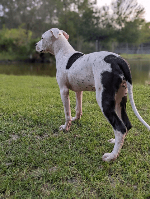 A black and white dog standing in the grass next to a pond.