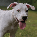 A white dog standing in the grass with his tongue out.
