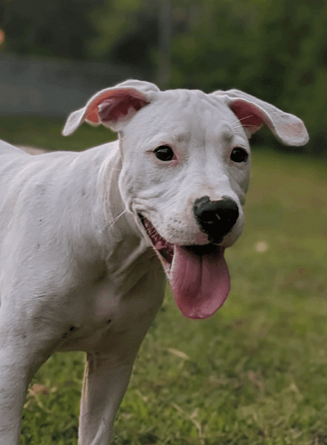 A white dog standing in the grass with his tongue out.