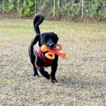 Black dog playing with orange toy.