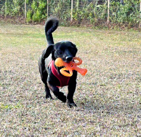 Black dog playing with orange toy.