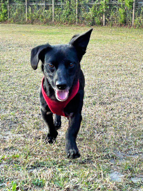 Black dog wearing a red bandana.