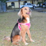 A brown and black dog wearing a pink harness.