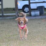 A brown dog running in the grass with a pink harness.