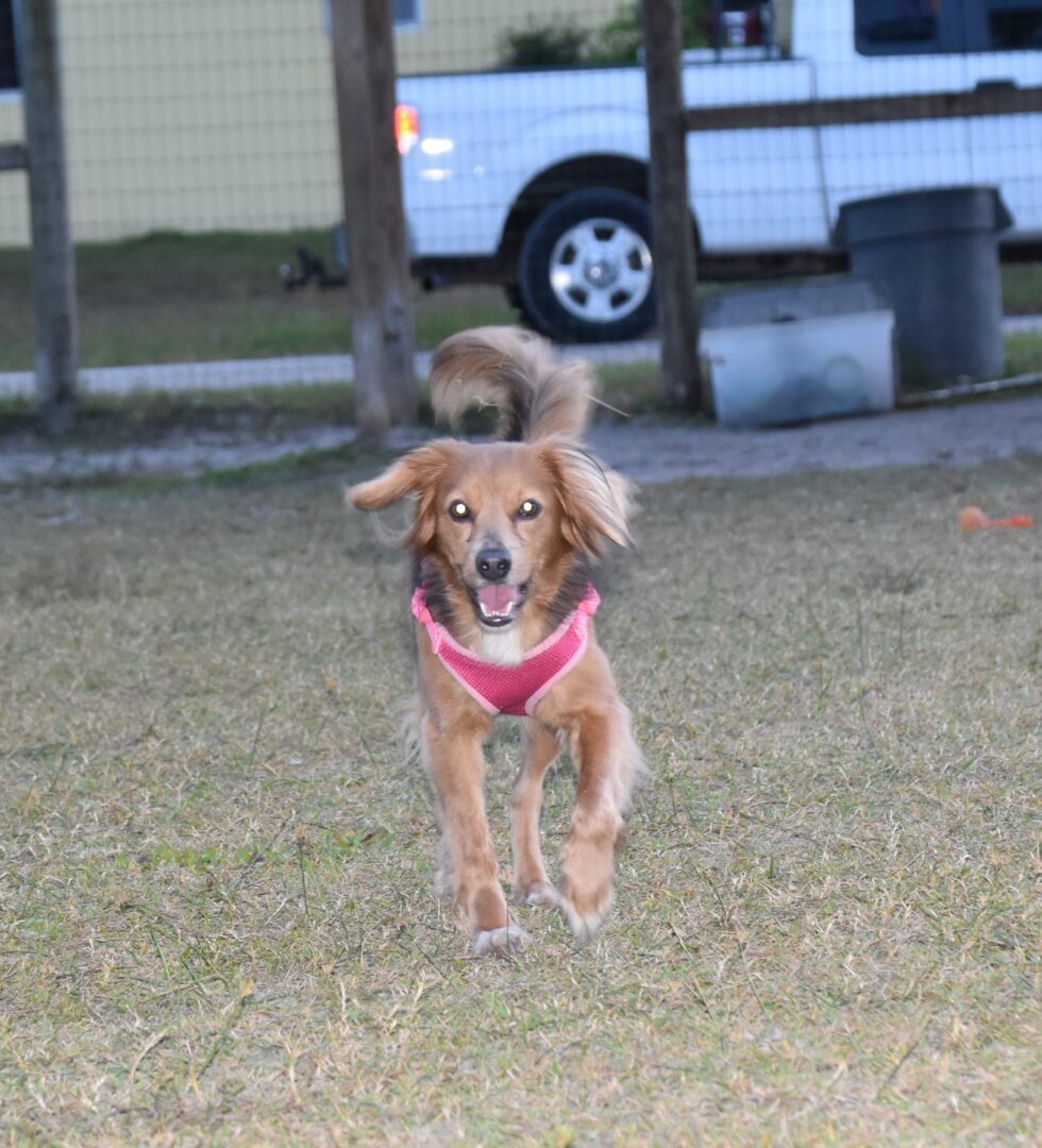 A brown dog running in the grass with a pink harness.