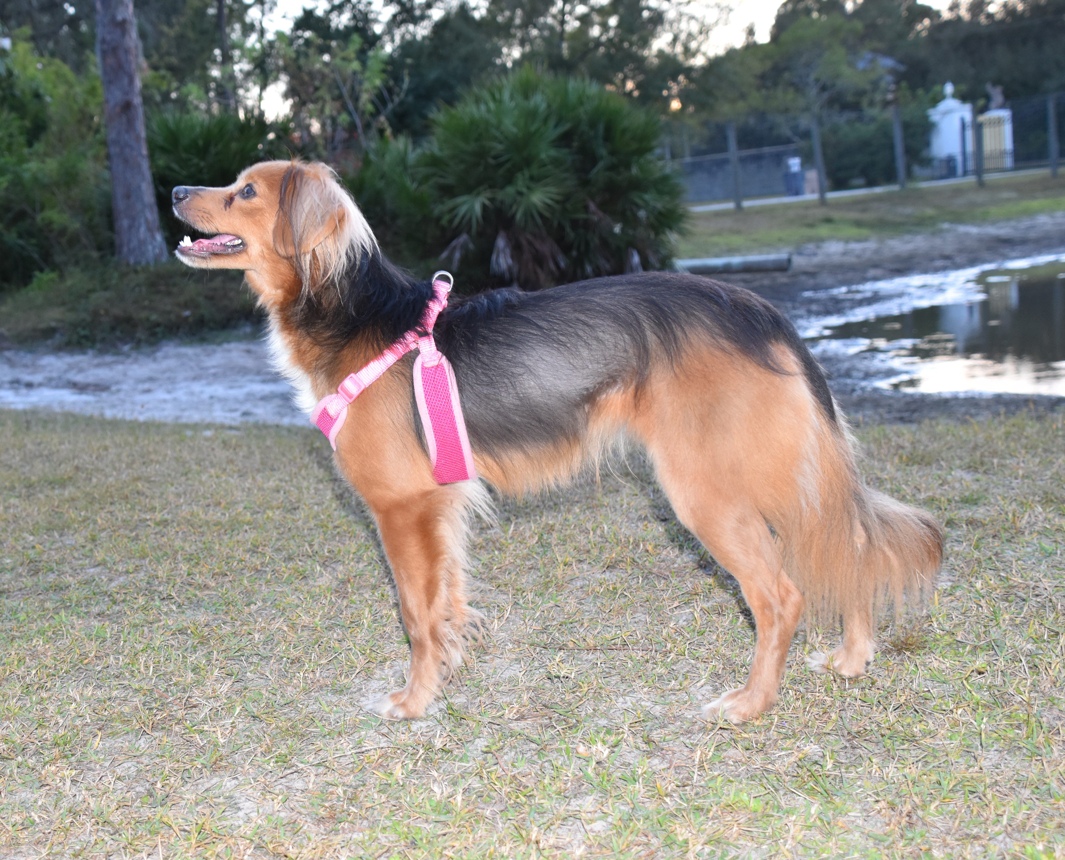 A brown and white dog standing in a grassy area.