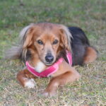 A brown and black dog wearing a pink harness.