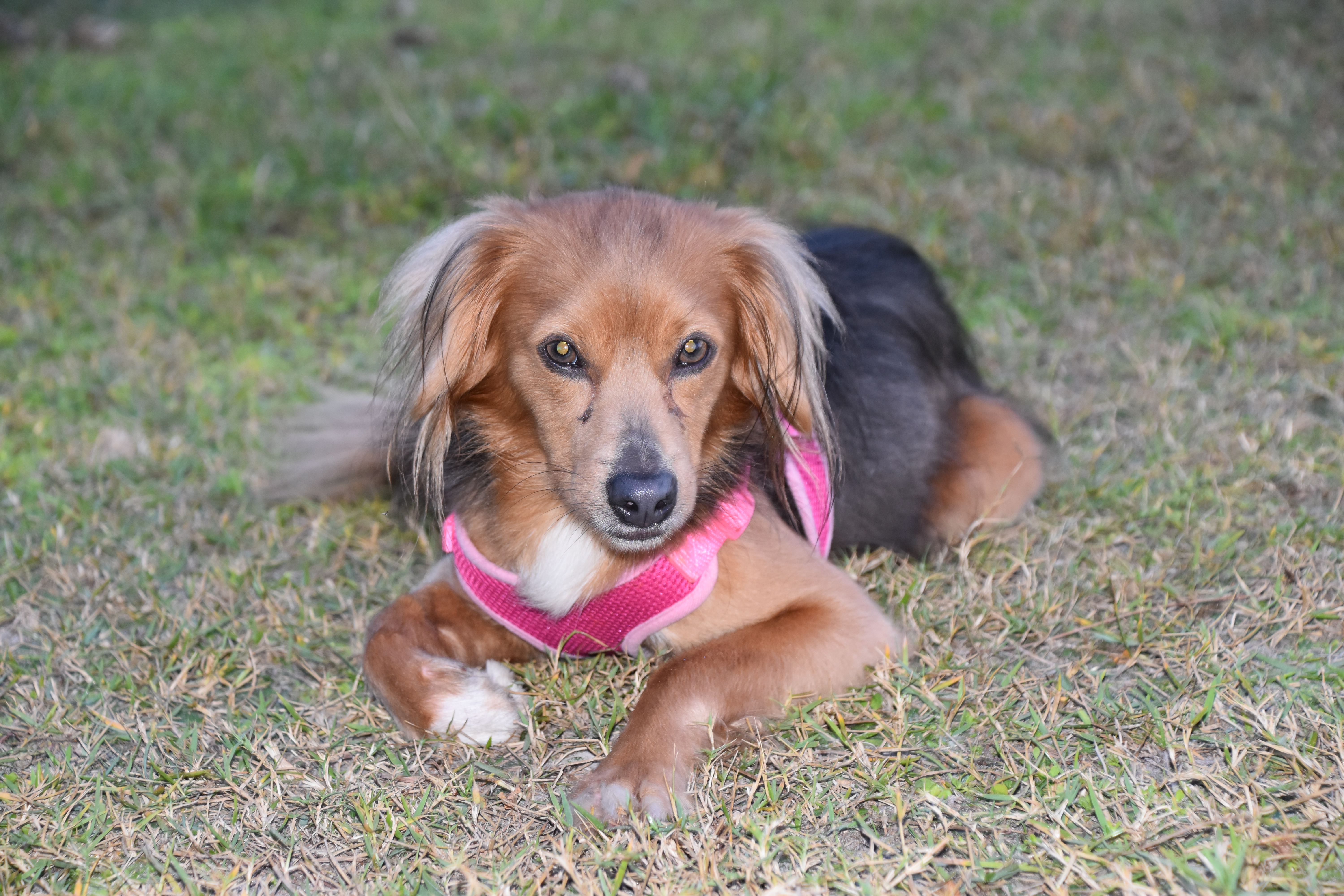 A brown and black dog wearing a pink harness.