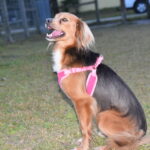 A black and white dog wearing a pink harness.