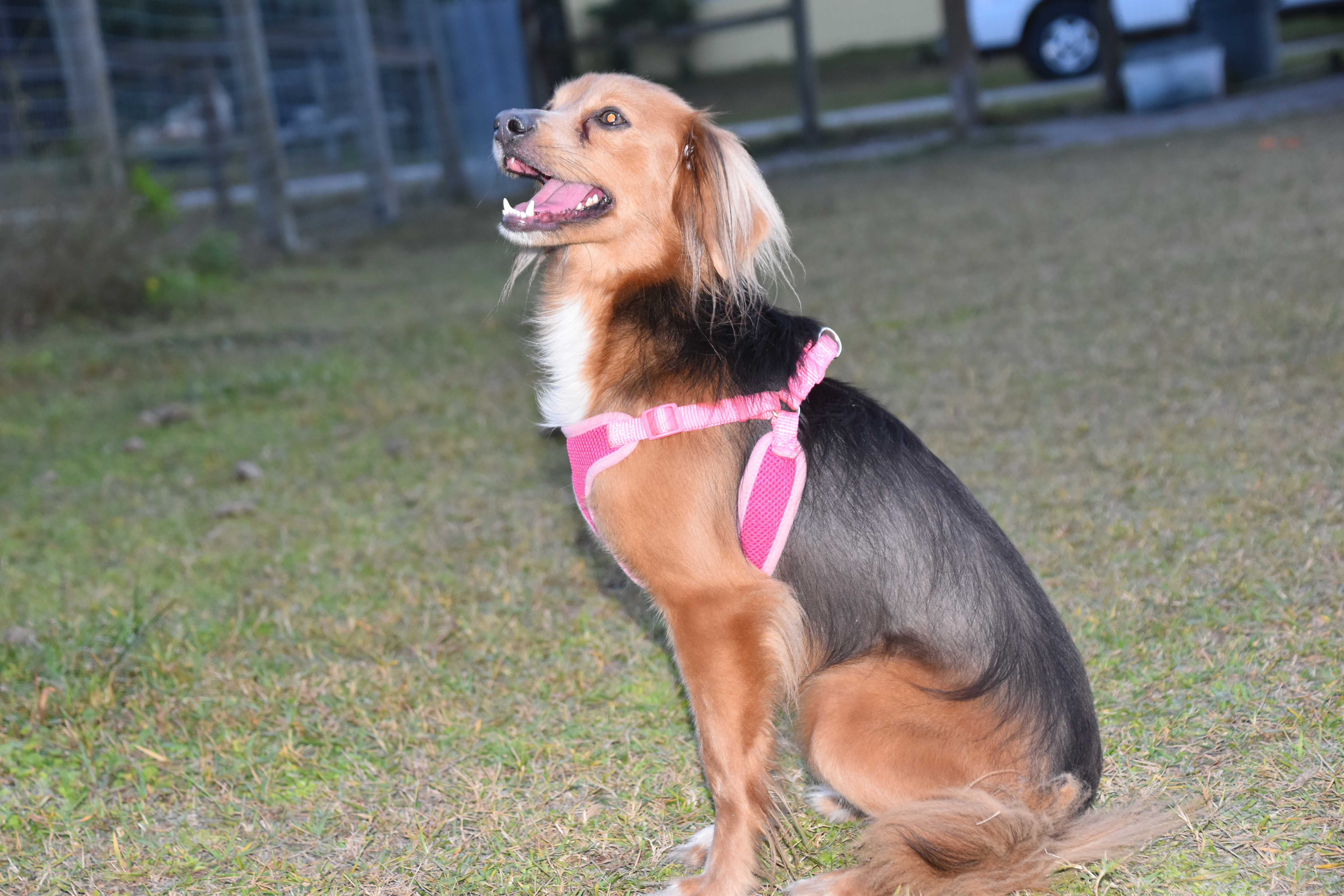 A black and white dog wearing a pink harness.