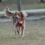 A dog running with a frisbee.