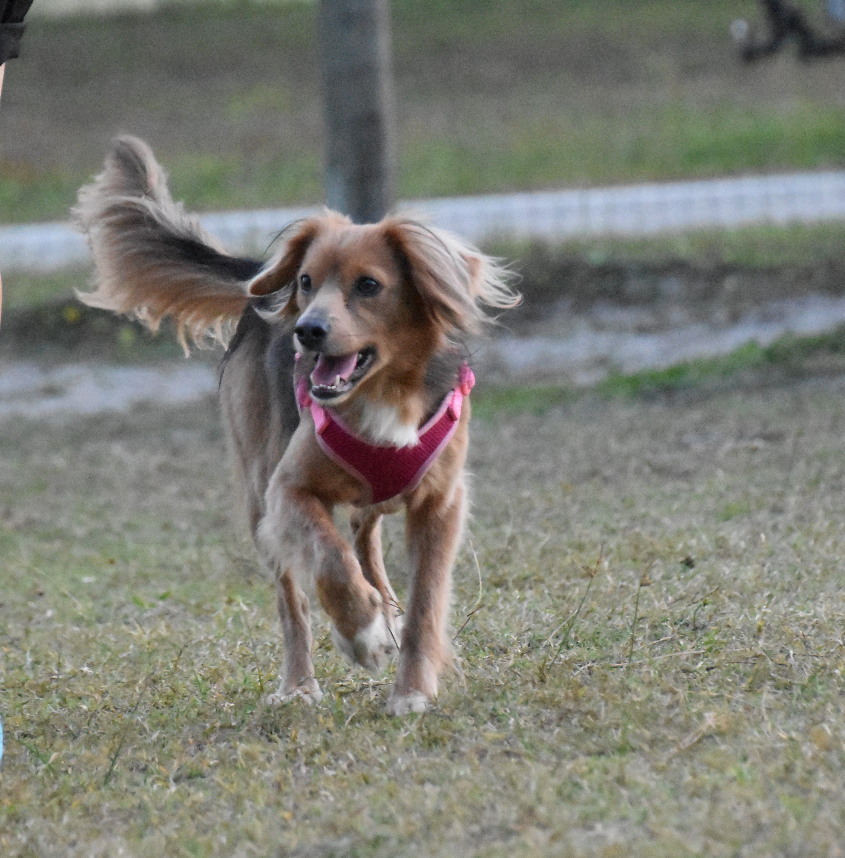 A dog running with a frisbee.