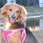 A dog wearing a pink harness in front of a pond.