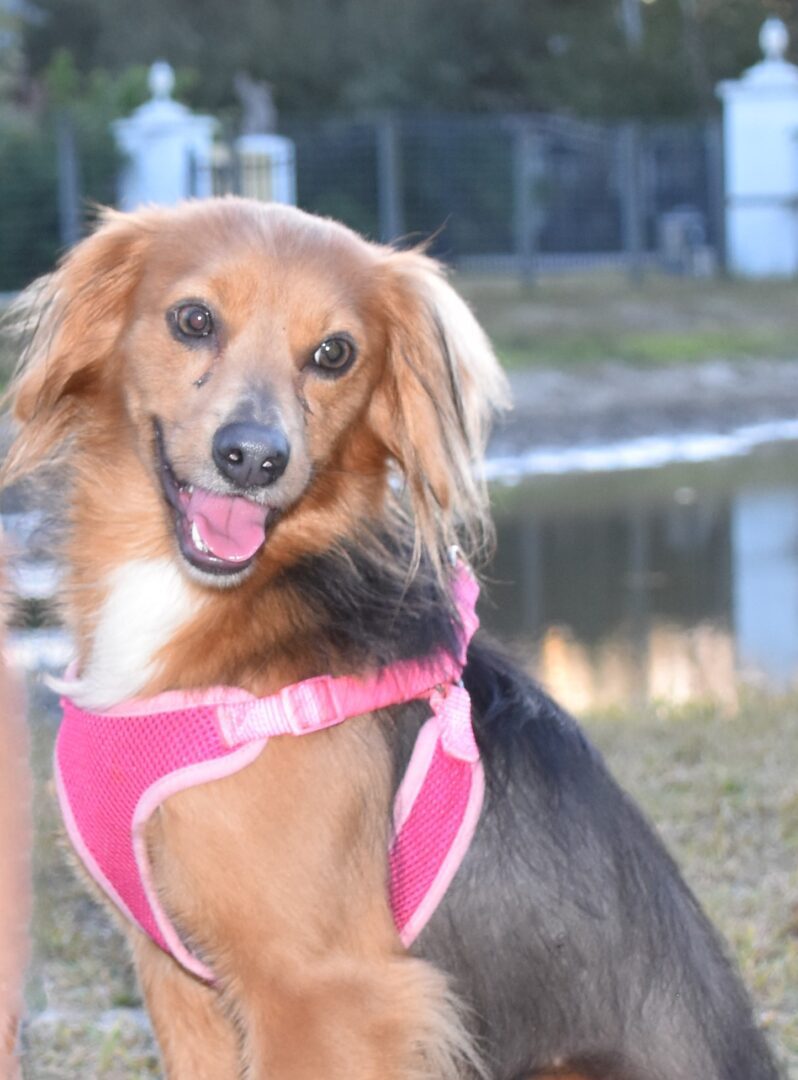 A dog wearing a pink harness in front of a pond.