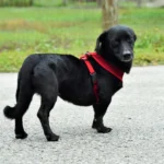 Black dog wearing red harness on path.