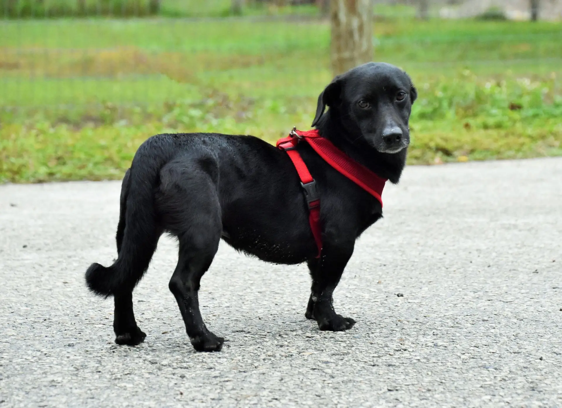 Black dog wearing red harness on path.