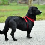 Black dog with red harness standing on path.