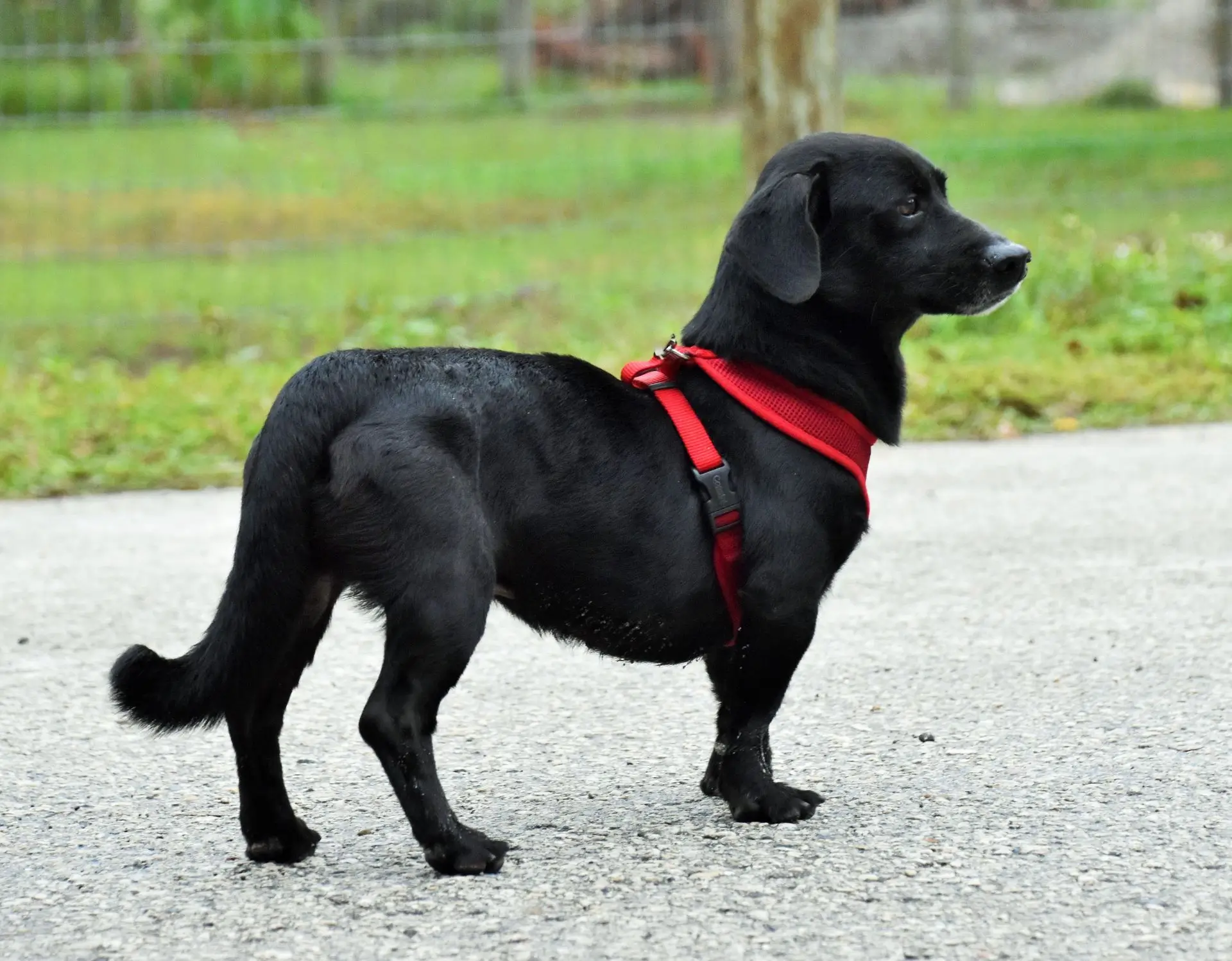 Black dog with red harness standing on path.