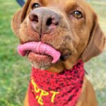 A brown dog with a red bandana sticking out of his mouth.