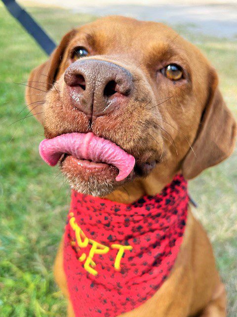 A brown dog with a red bandana sticking out of his mouth.