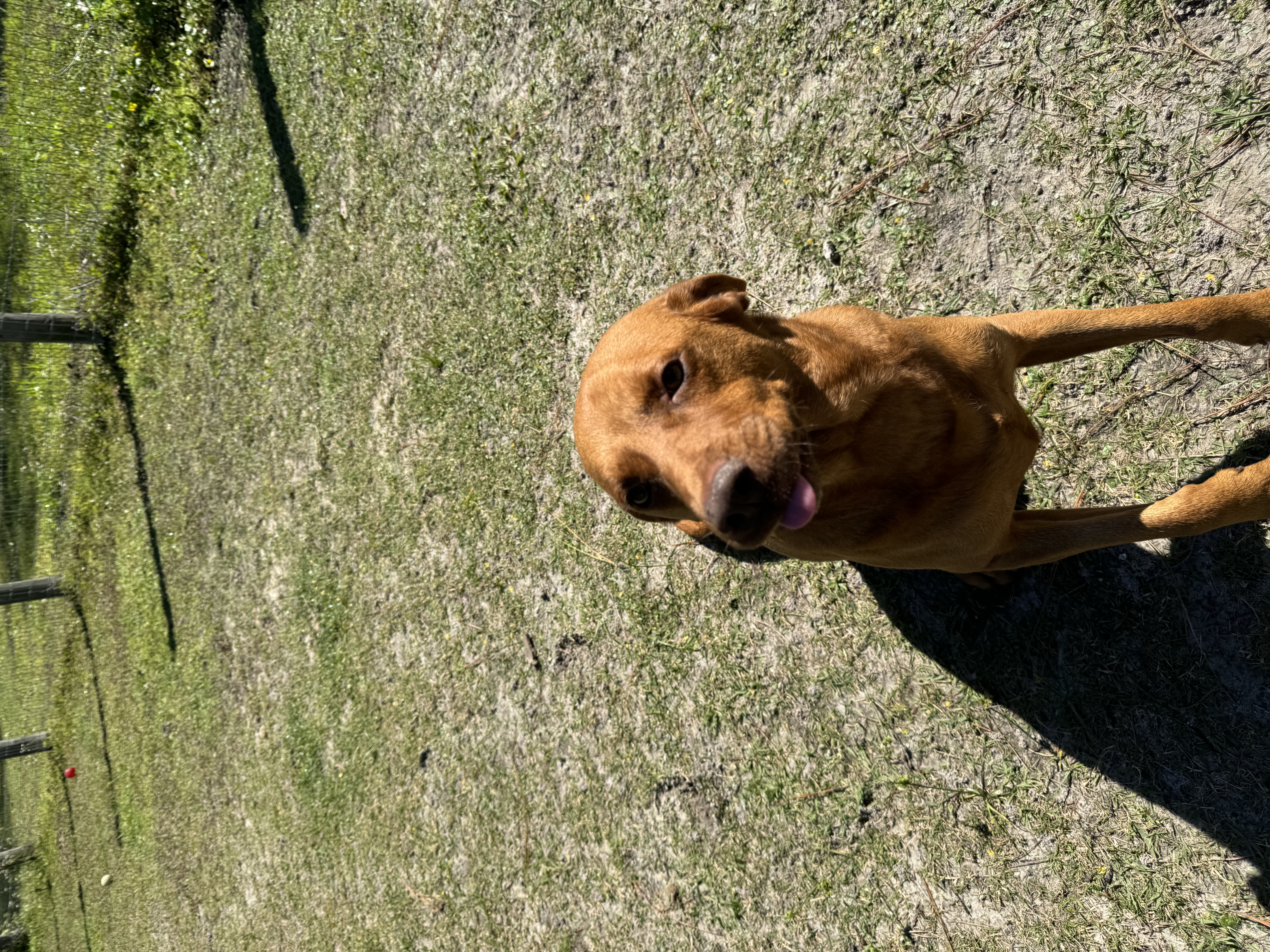 Brown dog with tongue out on grass.