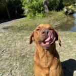 Brown dog sticking out its tongue.