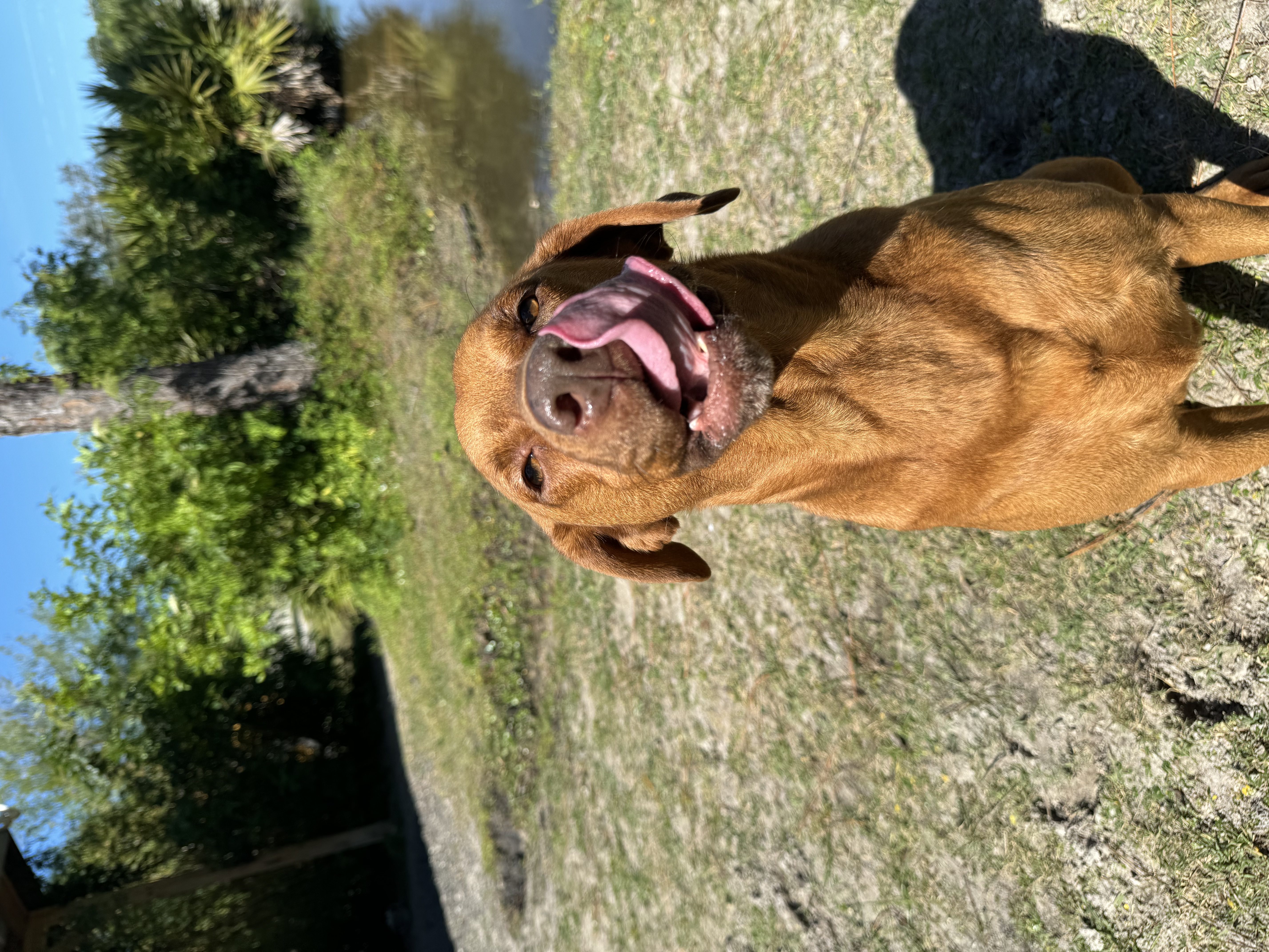 Brown dog sticking out its tongue.