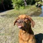 Brown dog with tongue sticking out.