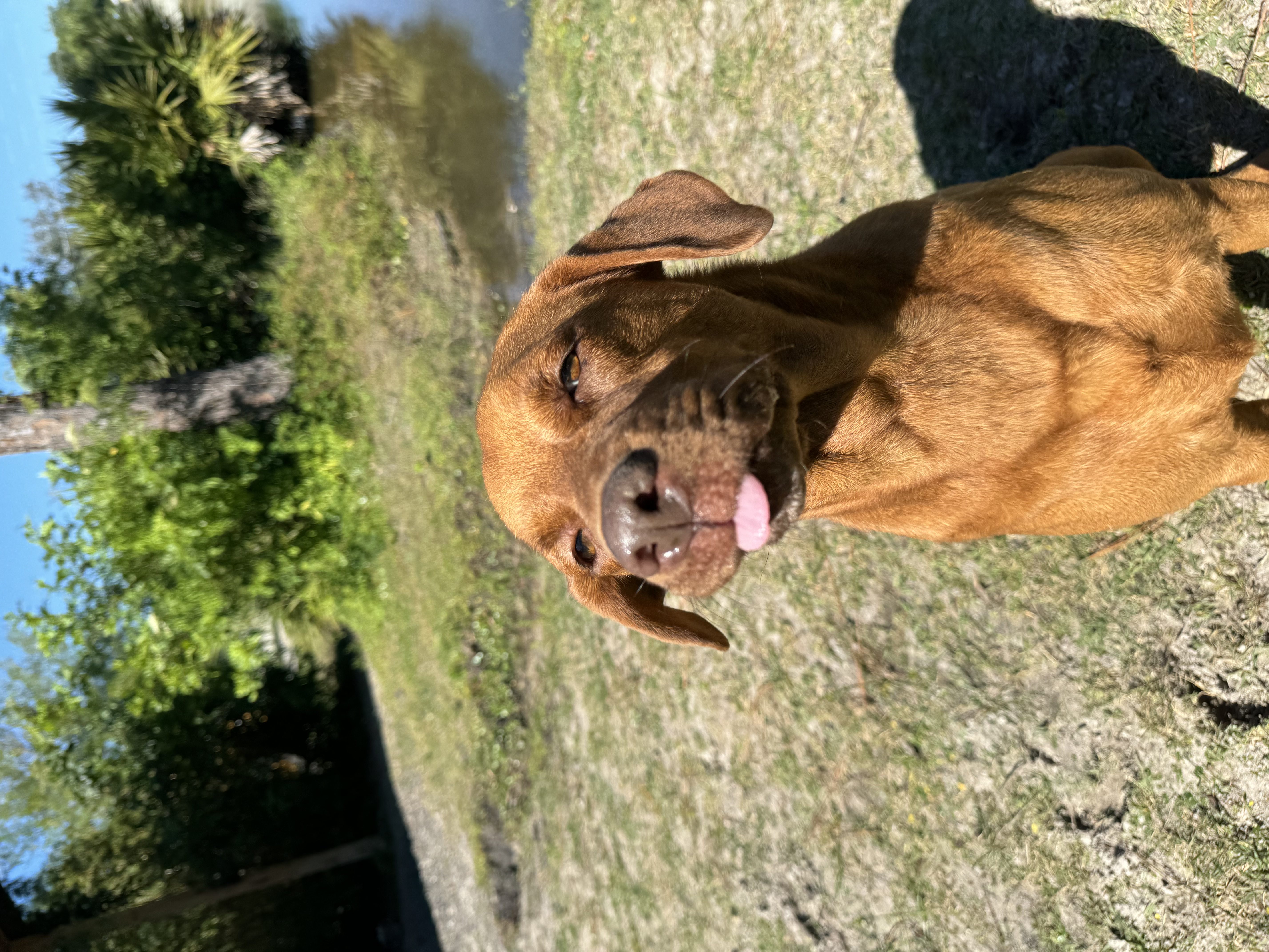 Brown dog with tongue sticking out.