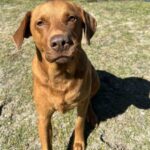 A brown dog sits on grass, looking at the camera.