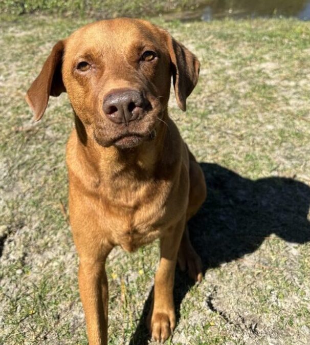 A brown dog sits on grass, looking at the camera.