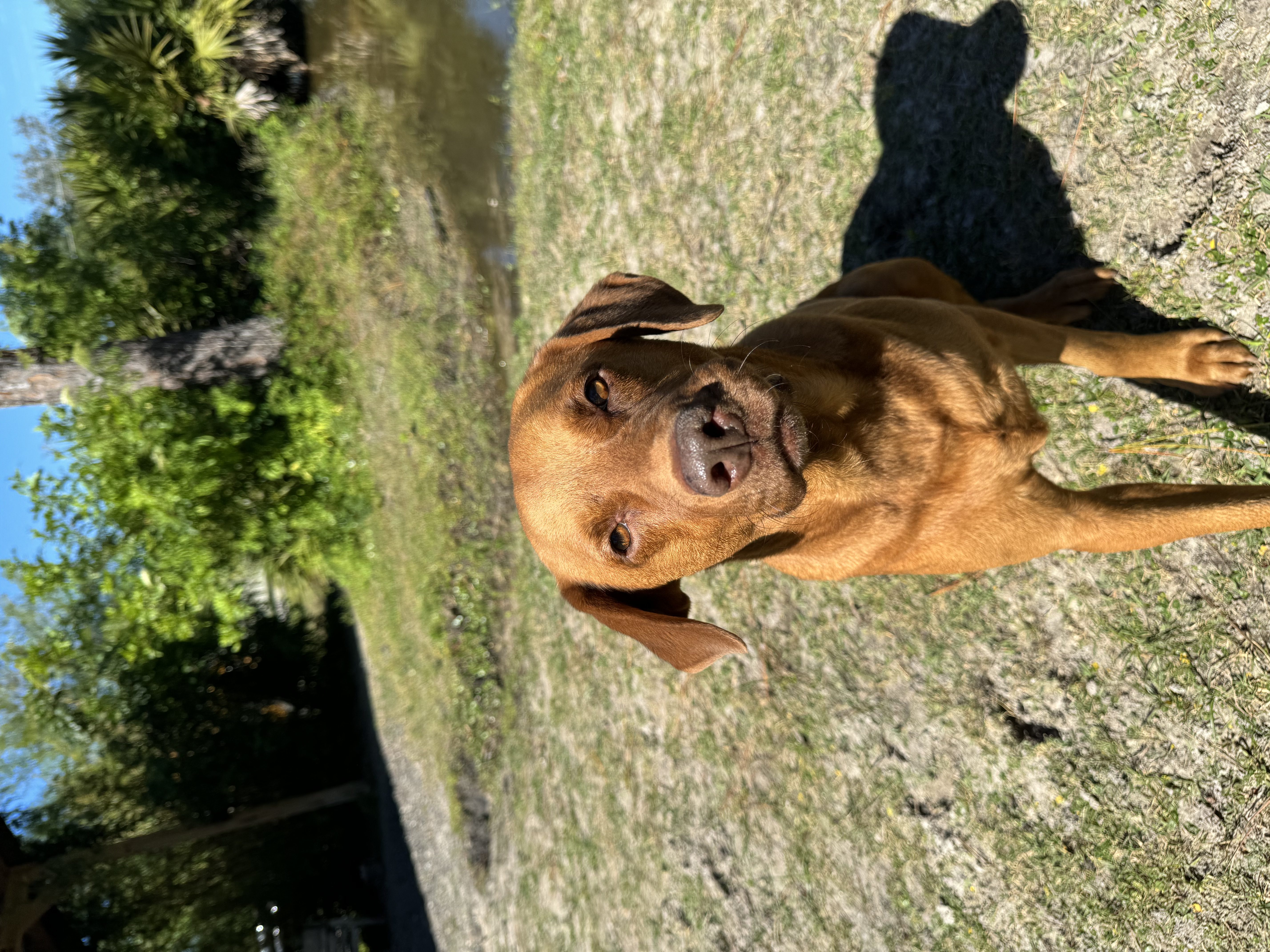 A brown dog sits on grass, looking at the camera.