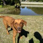 Brown dog standing in grass by a pond.