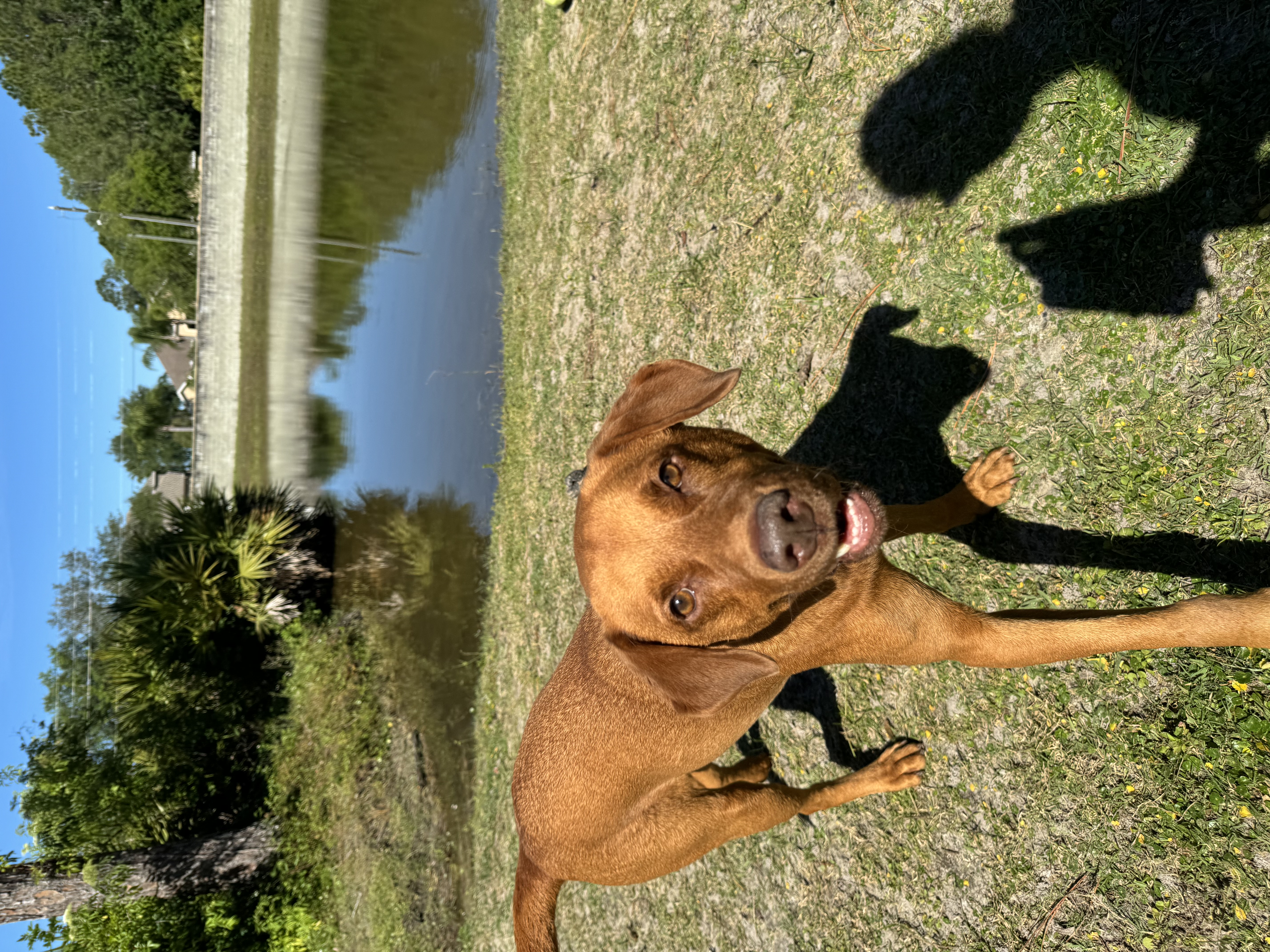 Brown dog standing in grass by a pond.