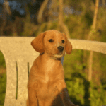 A small brown puppy sitting on a chair.