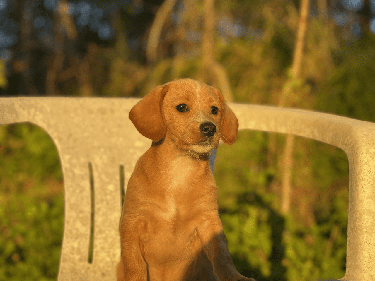 A small brown puppy sitting on a chair.