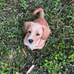 A small, light brown puppy in grass.