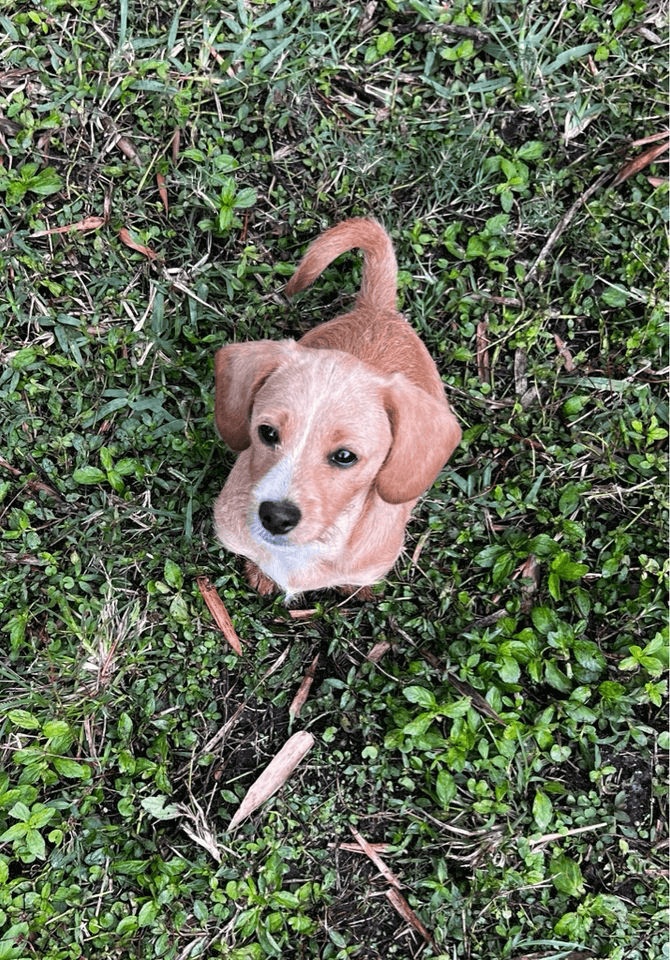 A small, light brown puppy in grass.