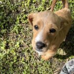 A tan puppy looking up at the camera.