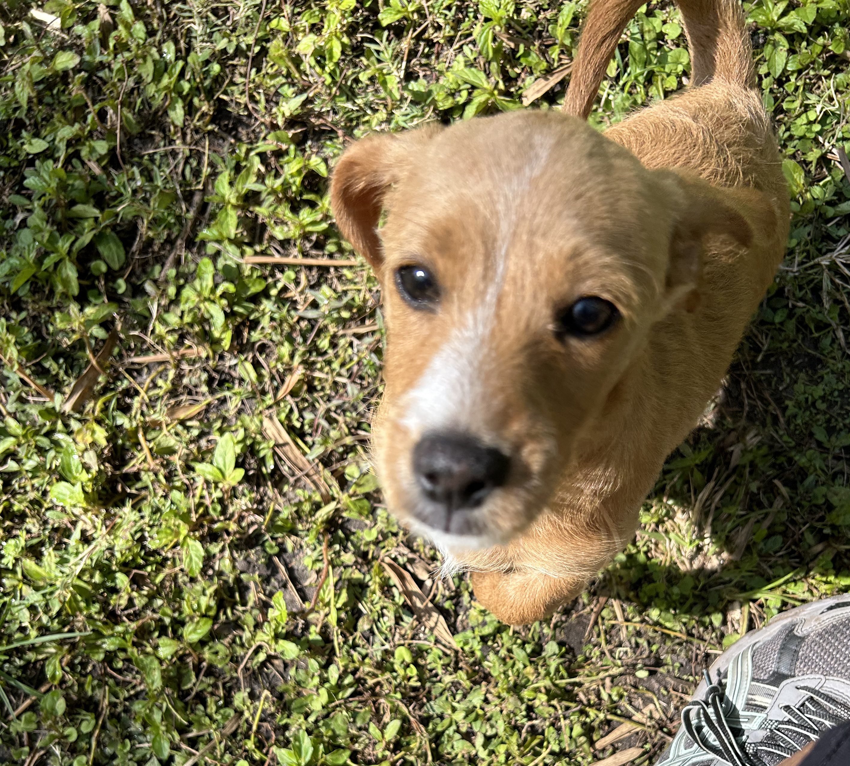 A tan puppy looking up at the camera.