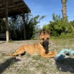 Brown dog laying down with blue toy.