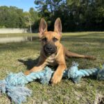 Brown dog playing with blue rope toy.