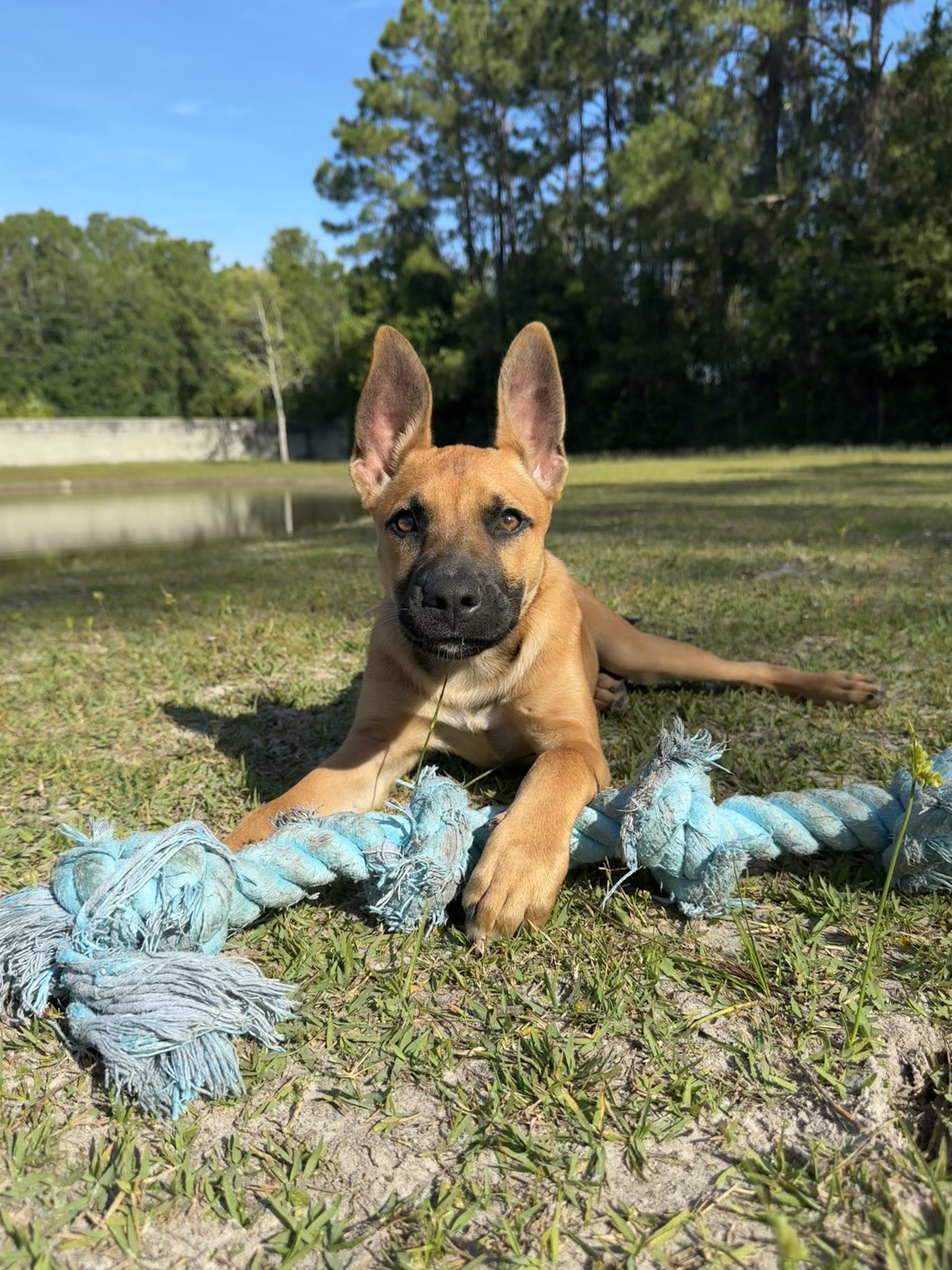 Brown dog playing with blue rope toy.