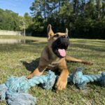 Brown dog playing with blue rope toy.