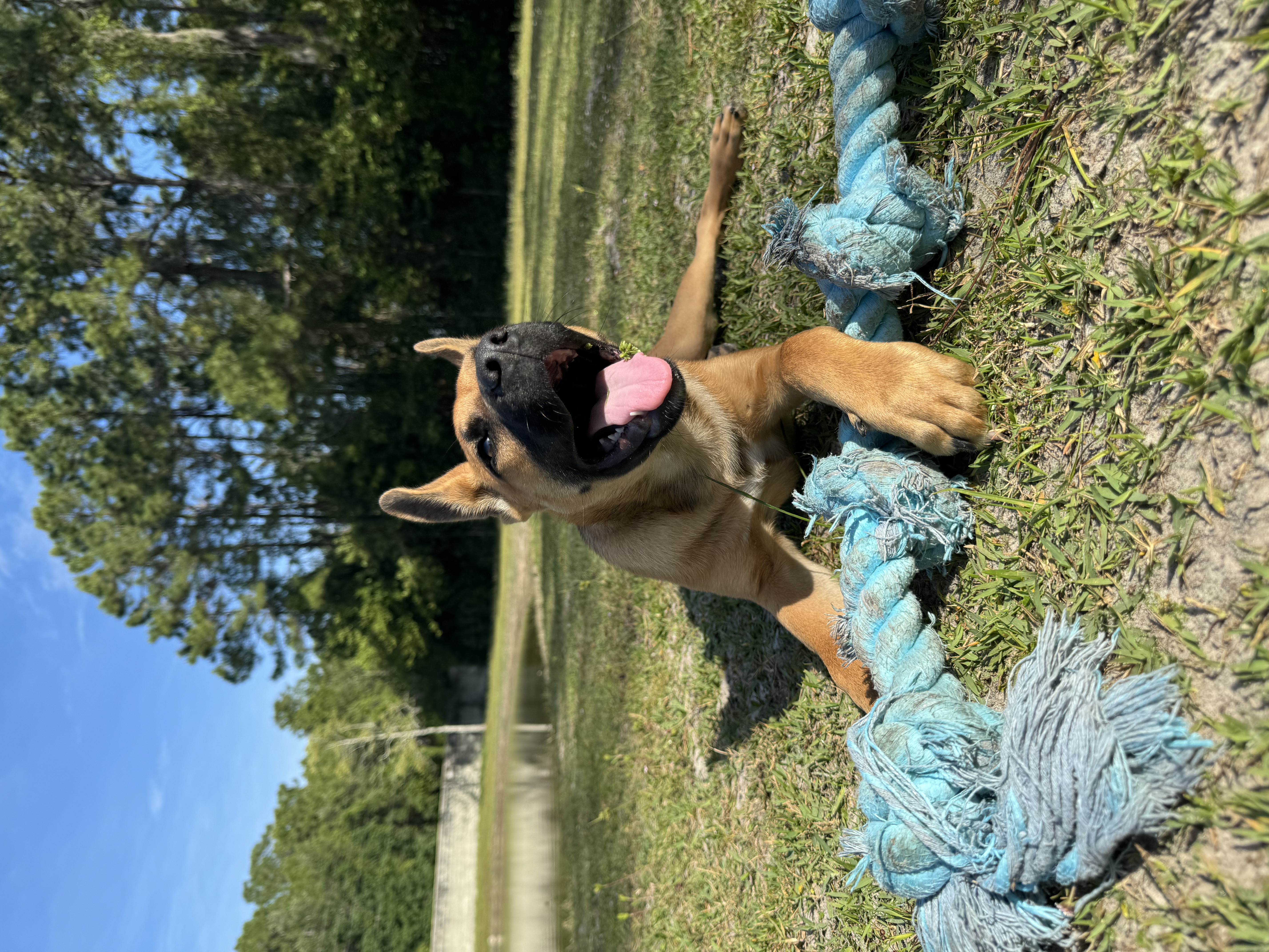 Brown dog playing with blue rope toy.