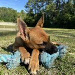 Brown puppy resting on blue rope toy.