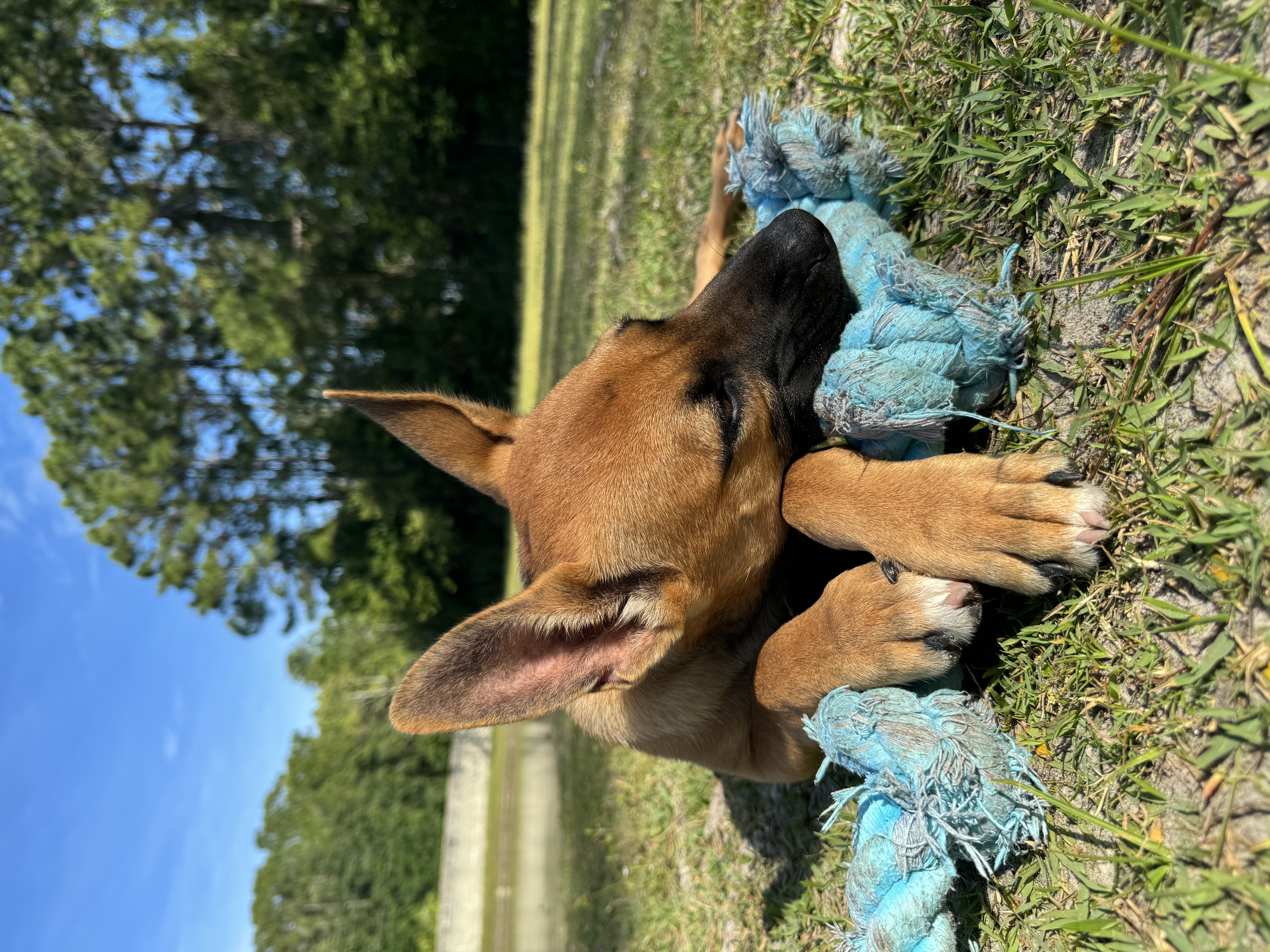 Brown puppy resting on blue rope toy.